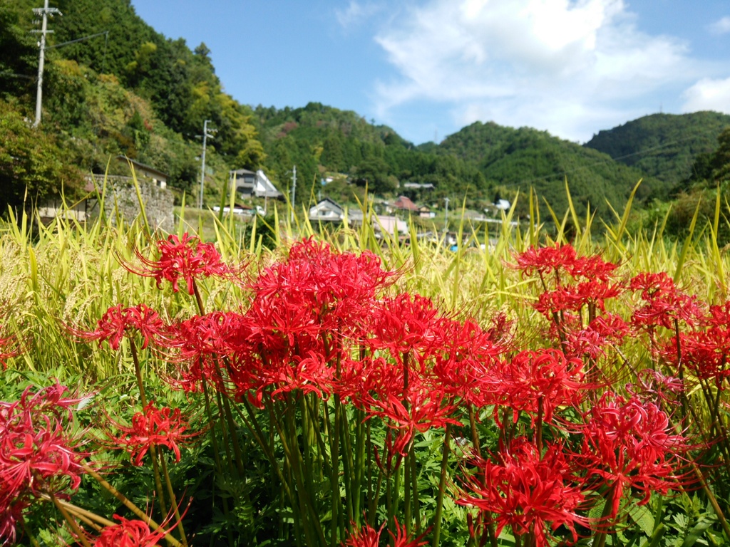 彼岸花