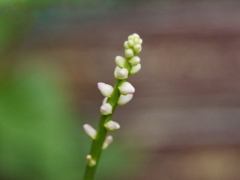 ツルムラサキの花