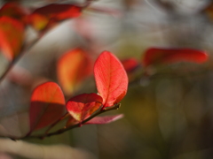 ブルーベリーの葉（ミノルタ45mmF1.8）