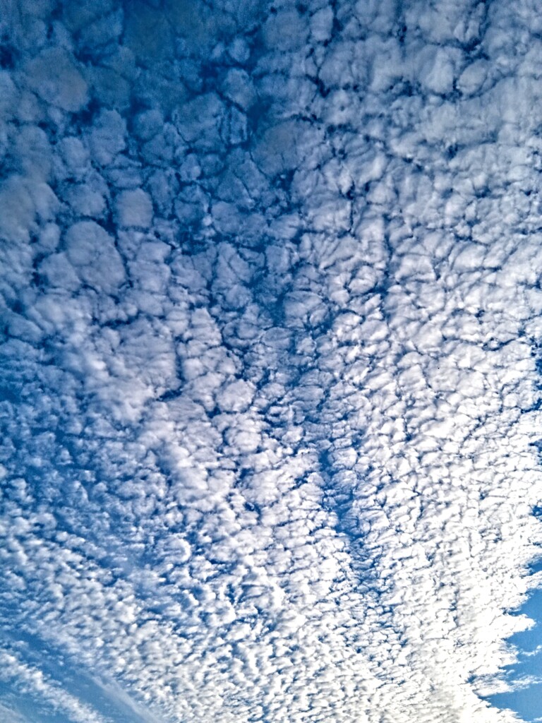 秋の空・うろこ雲
