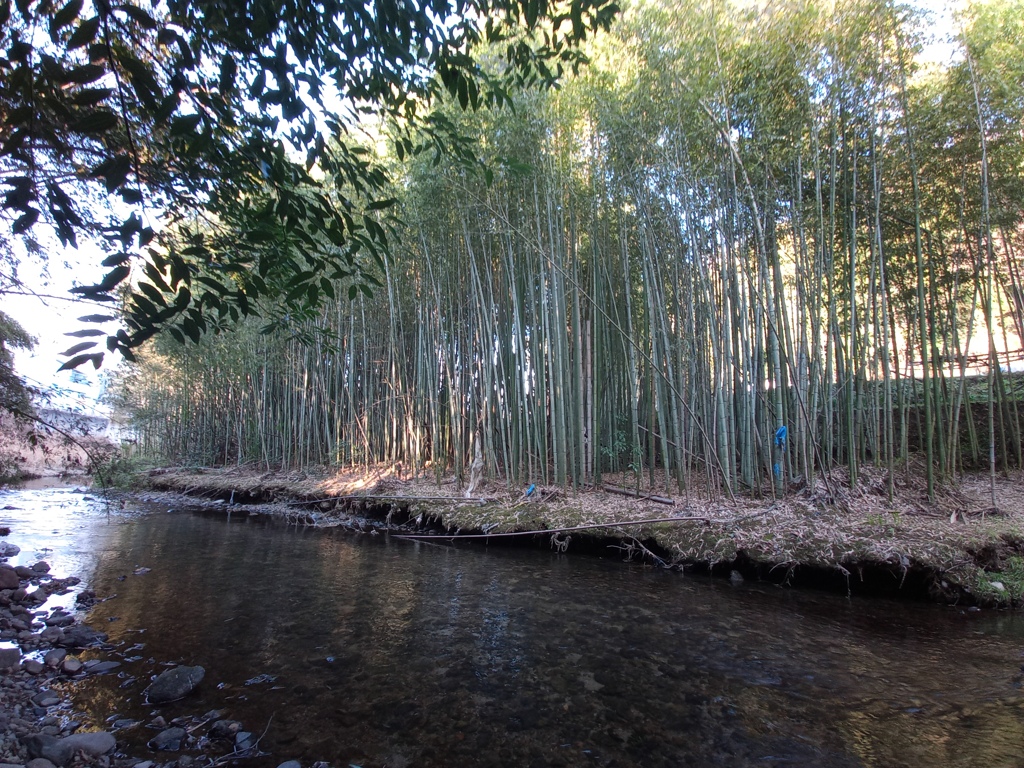竹林（鳥の声がすれど）