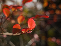 ブルーベリーの葉（ミノルタMD28mmF2）