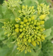 開花目前