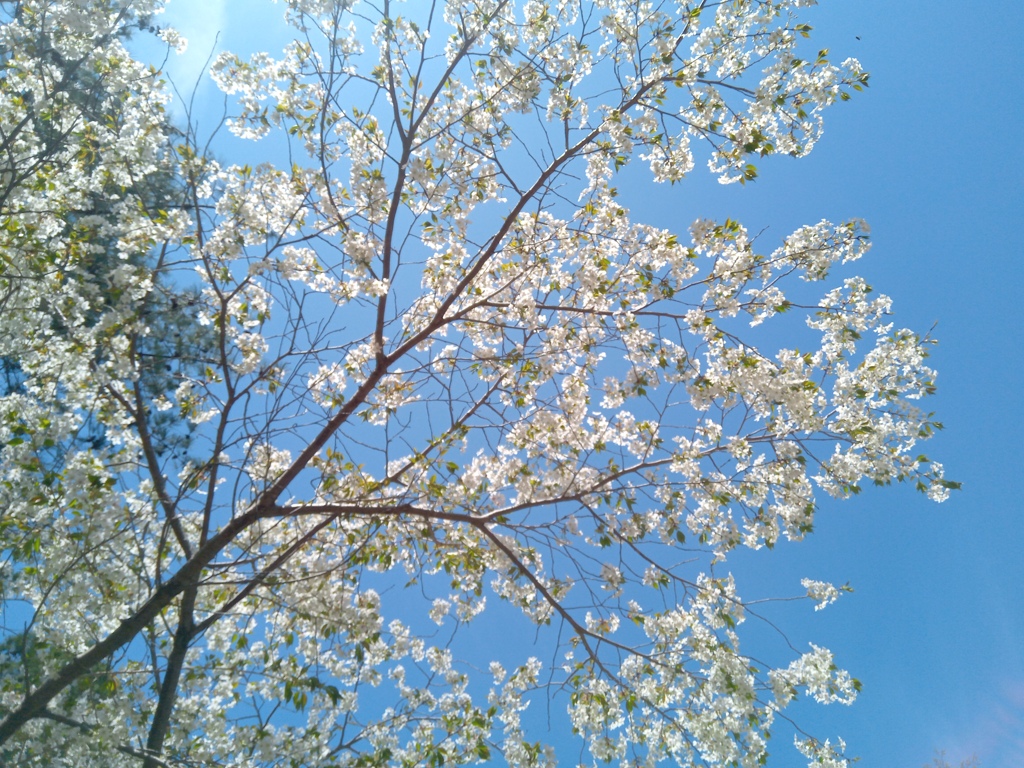 山桜