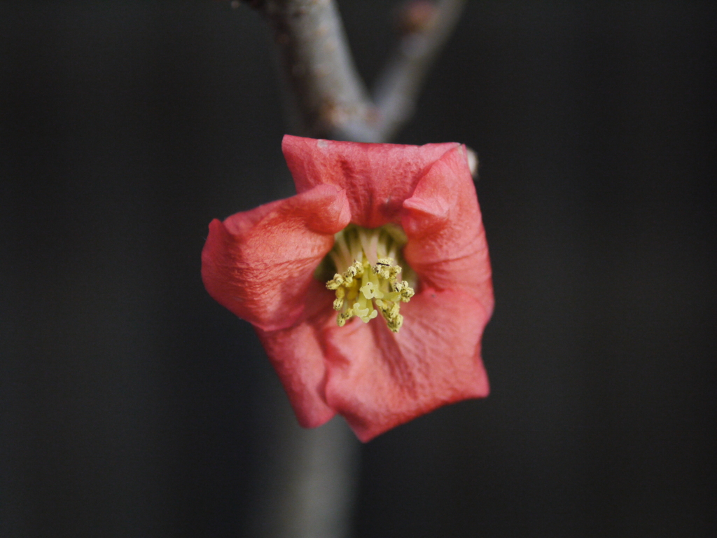 ボケの花