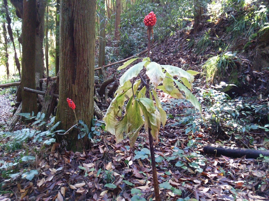 マムシ草