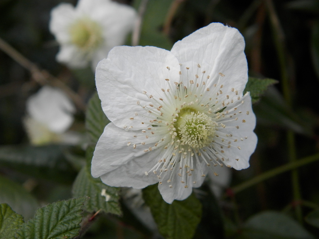 野いちごの花