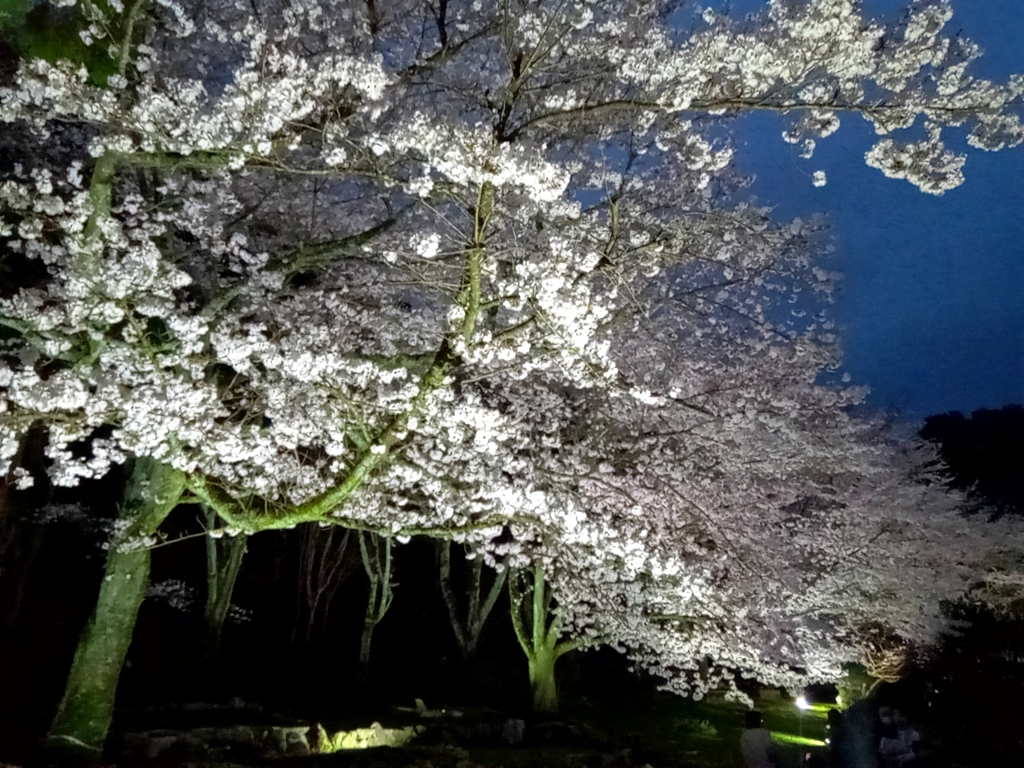 花の文化園の夜桜ライトアップ