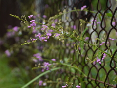 萩の花