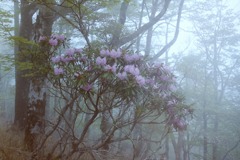 しゃくなげ・大台ケ原