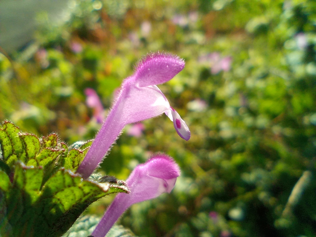 ホトケノザの花