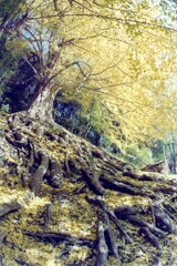 樹齢400年の大イチョウ