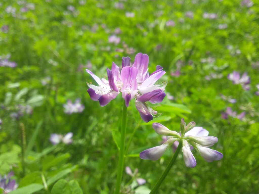 れんげ草