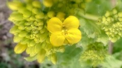 白菜の花