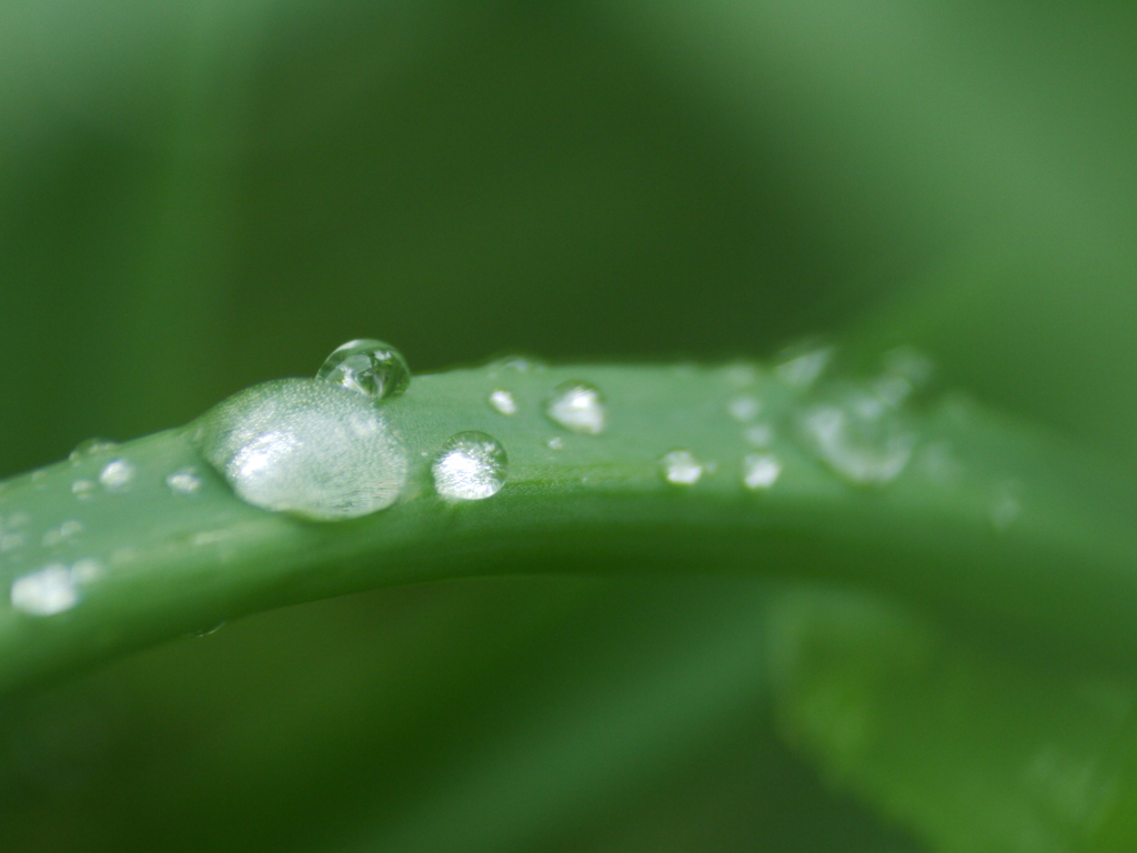 雨上がり玉ねぎの水滴