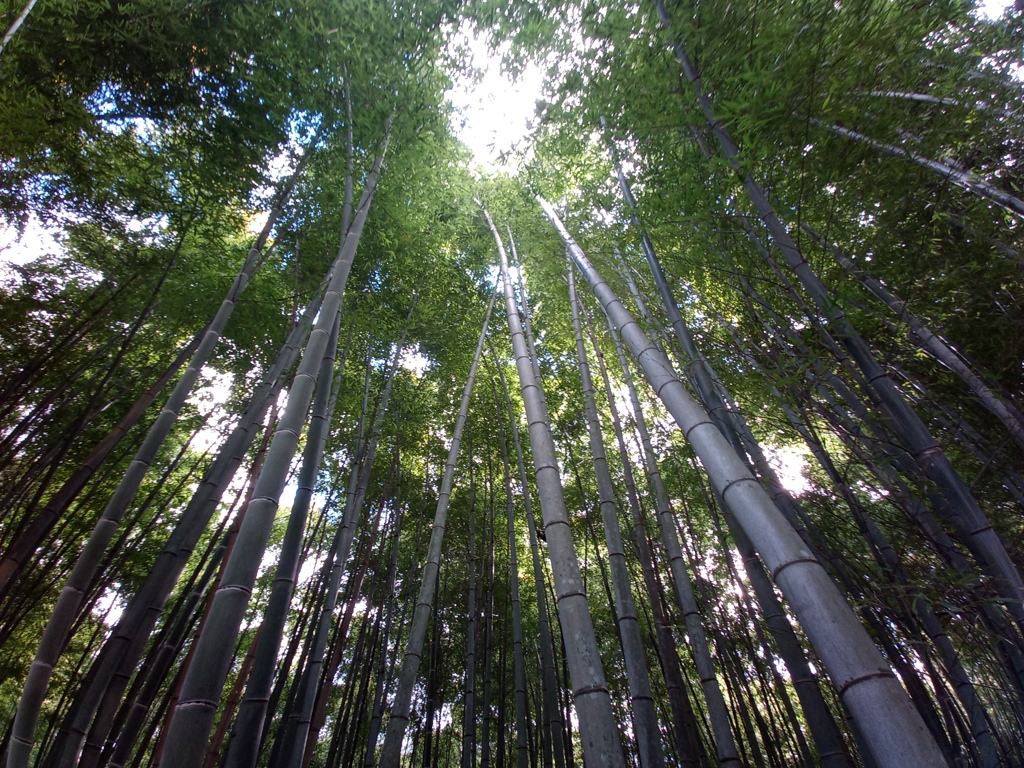 竹林