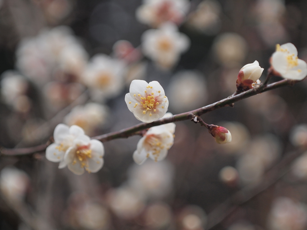 梅花