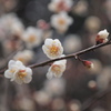 梅花