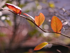 F2.8.のボケ試し★鉢植えのブルーベリーの葉