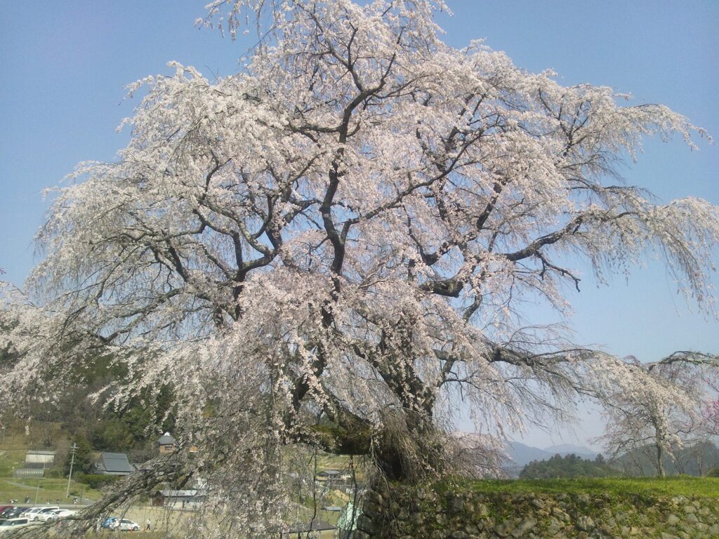 又兵衛桜