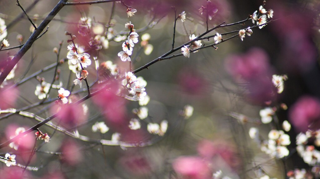 梅花