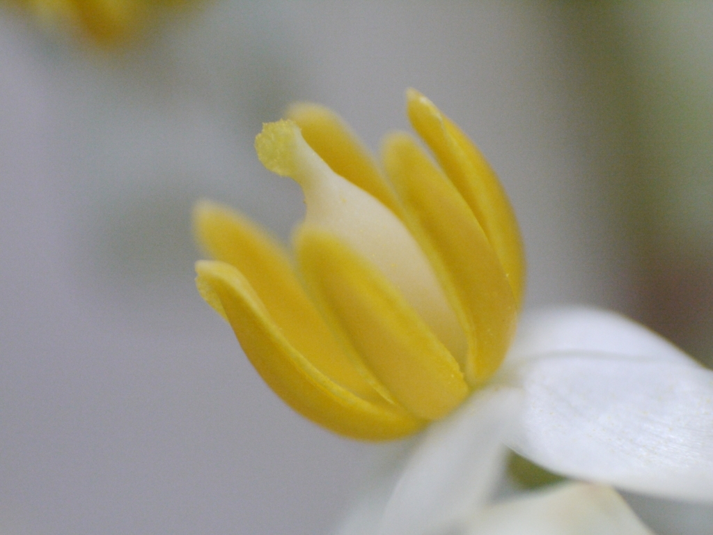 南天の花