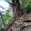 樹齢400年 大いちょう