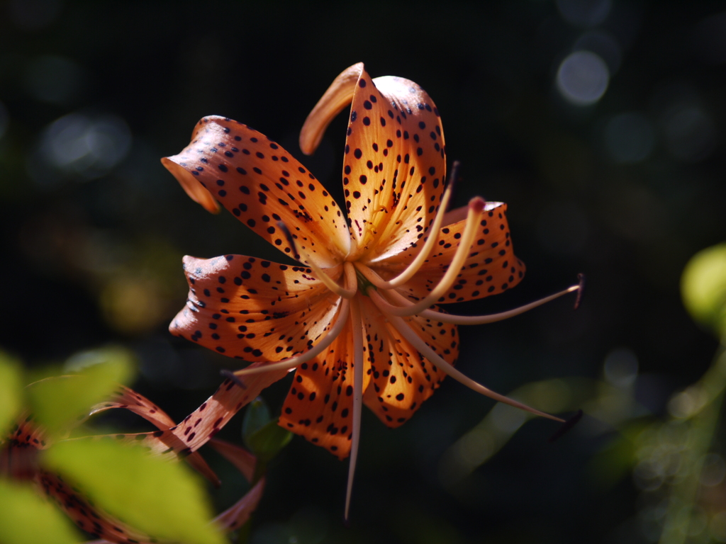 濃褐色に輝く鬼ユリ