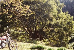 バイクと木