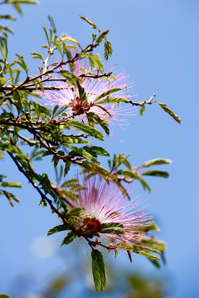 ネムの花
