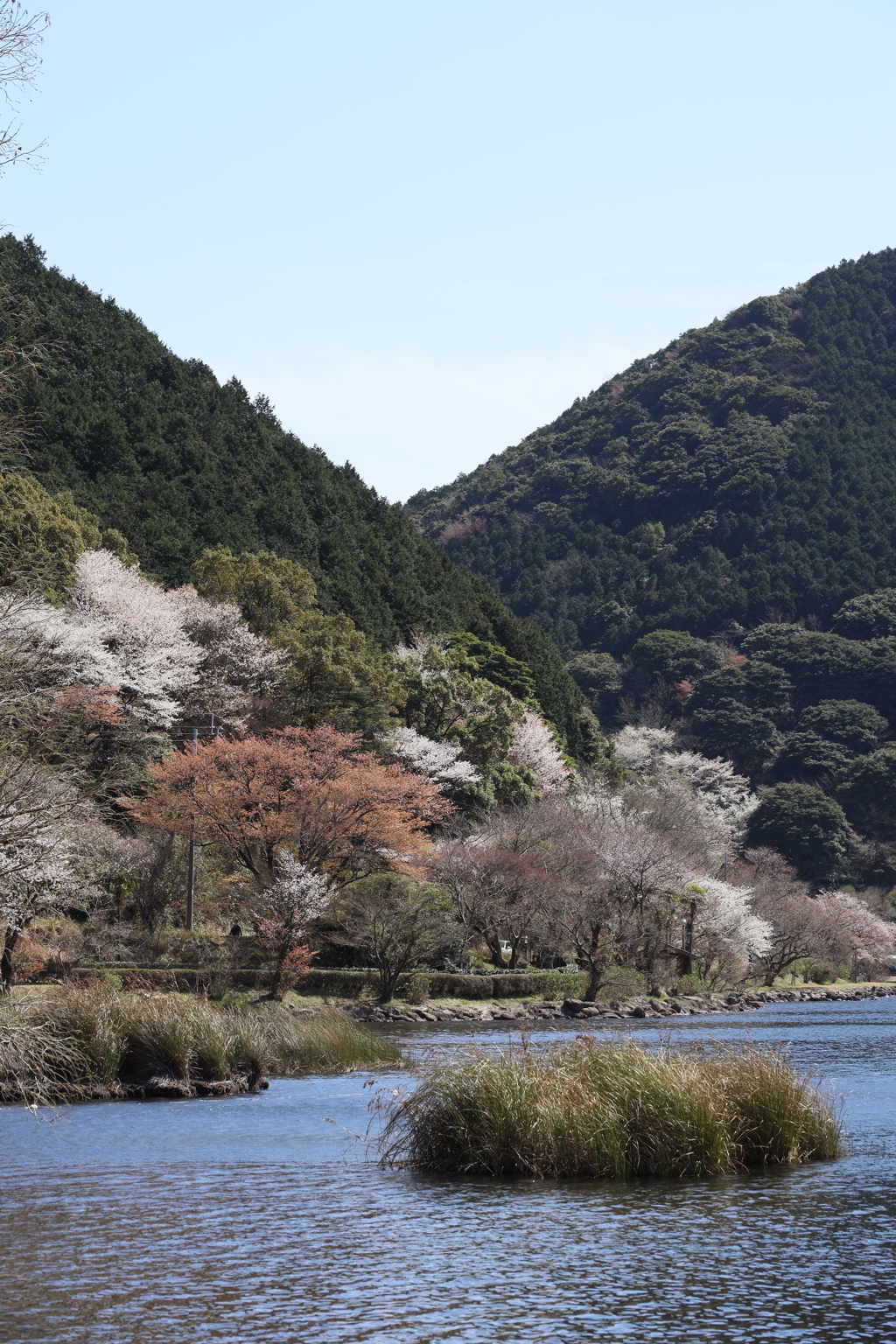 水辺の春