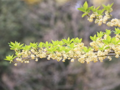 クロモジの花