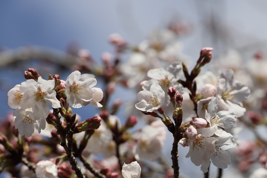 桜