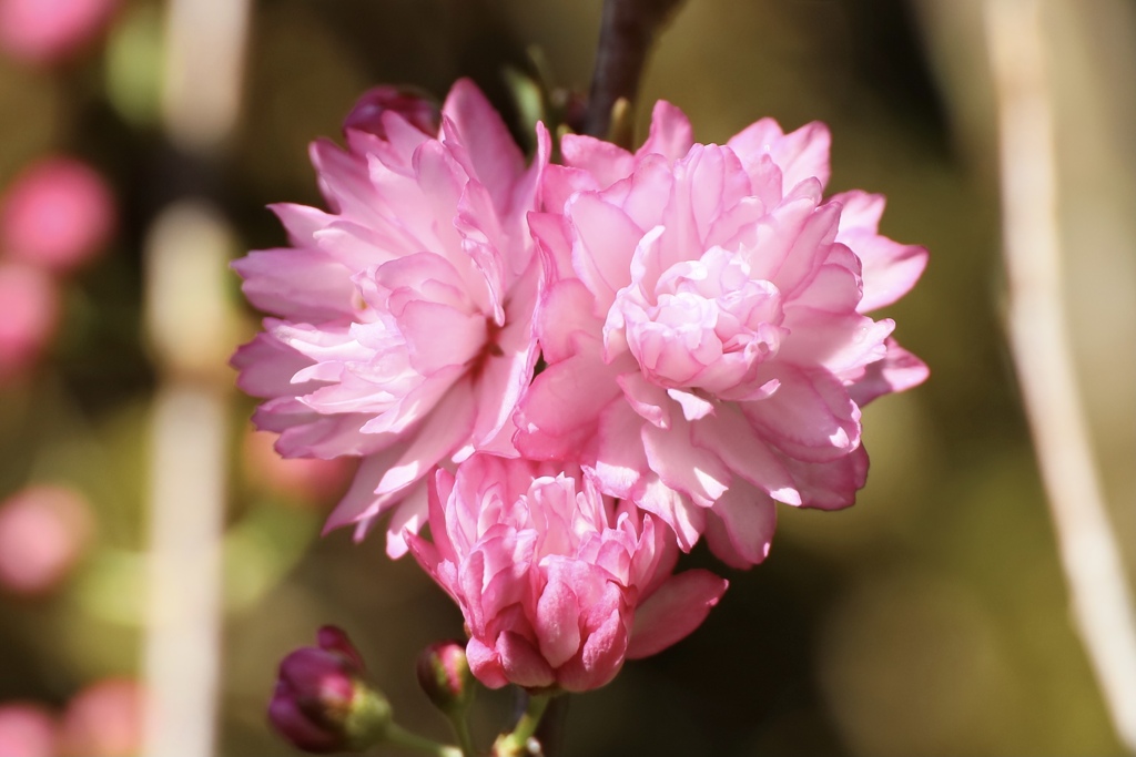 庭桜