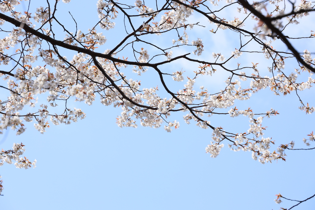 桜