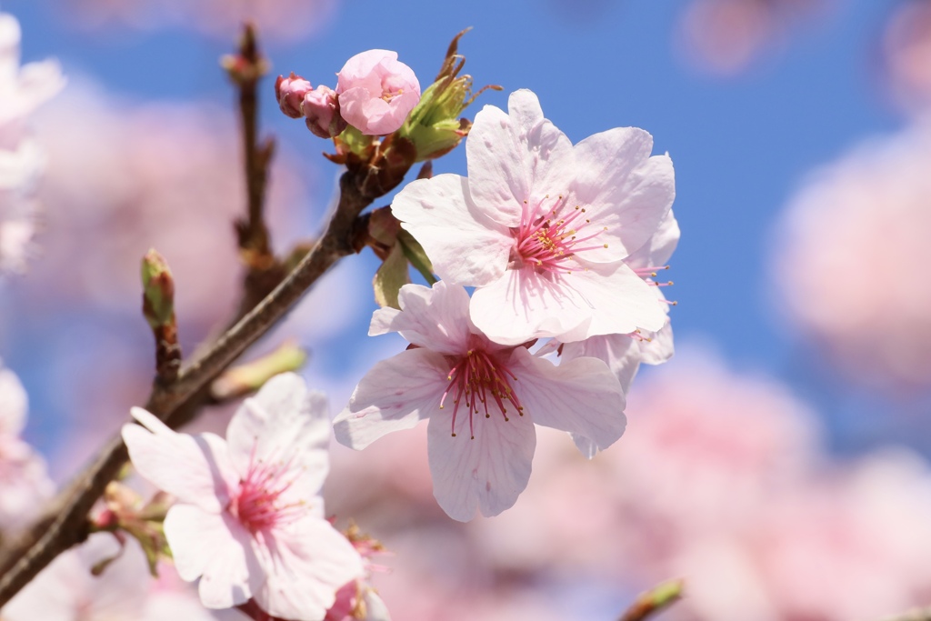 桜咲く
