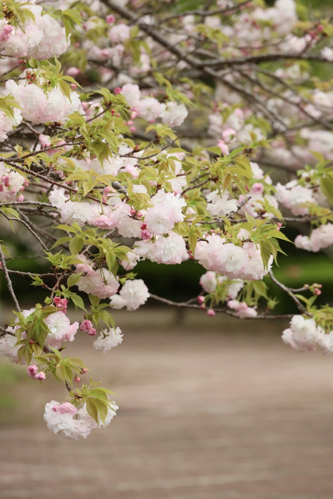 八重桜満開