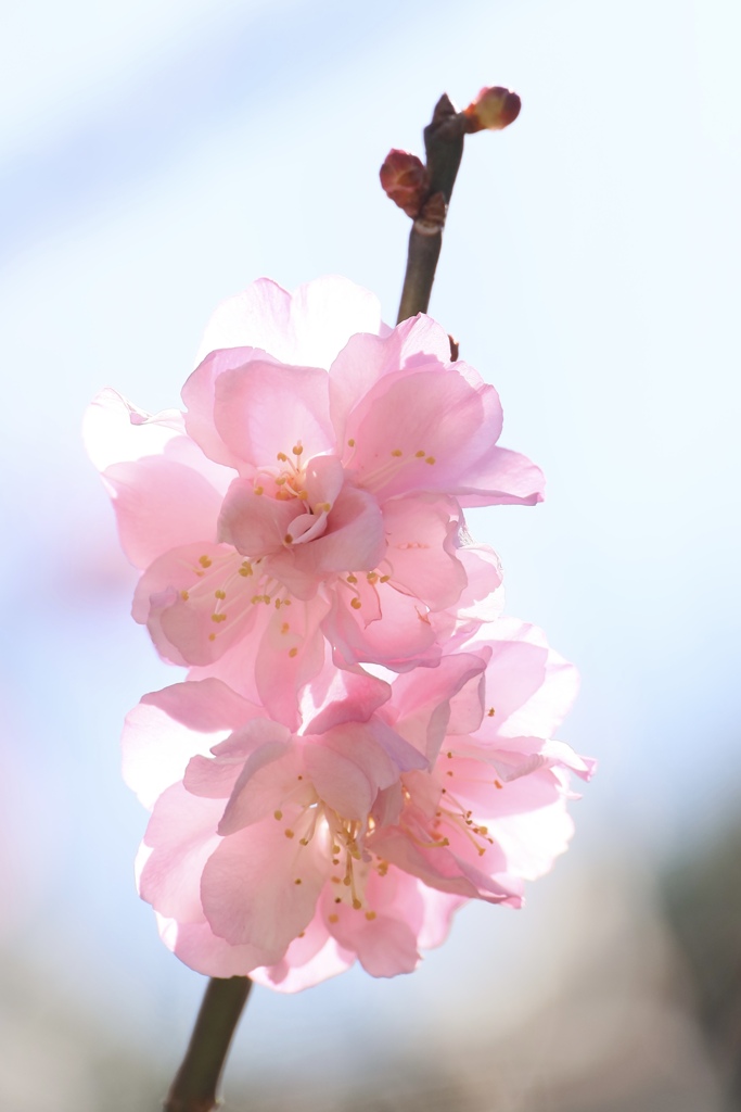 菅原神社の梅の花