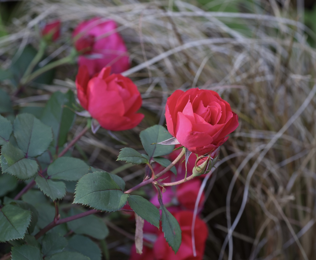 薔薇