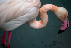 八木山動物公園