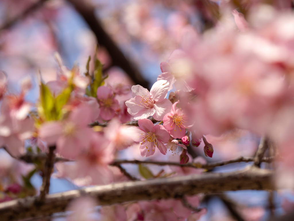 川津桜～3