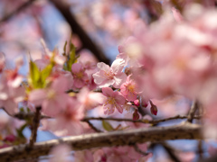 川津桜～3