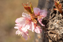 川津桜～2