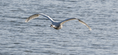 白鳥の飛翔