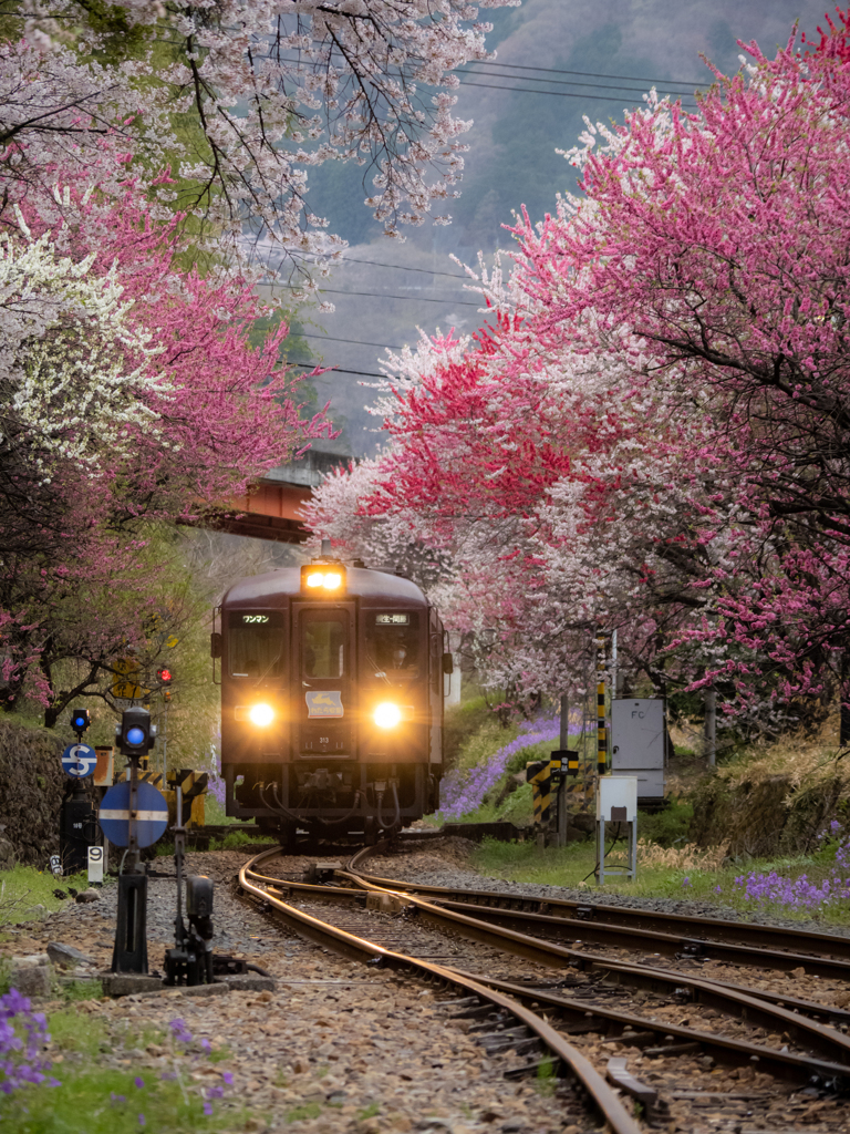 わたらせ渓谷鐵道　花桃の神戸駅