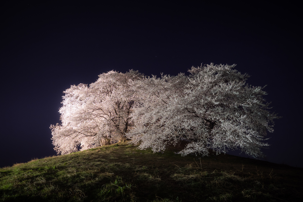 桜