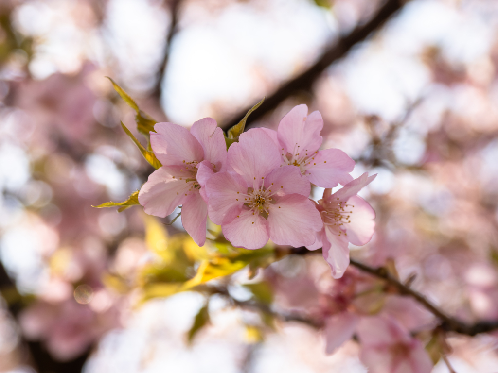 川津桜～1