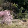 桜吹雪