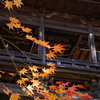 大善寺の紅葉