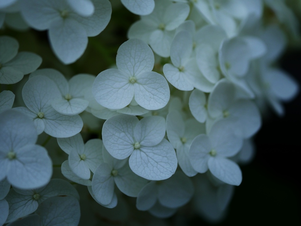 紫陽花